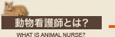 動物看護師とは？